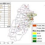 Rice cultivation project for Rabi and Kharif seasons showing rice fields and crop growth