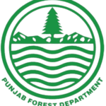 Forest-removebg-preview