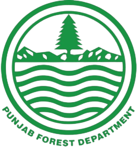 Forest-removebg-preview